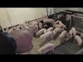Elementary Virtual Field Trip to an Ohio Pig Farm - Farmer Jeff - 11/26/19 - 1 p.m.