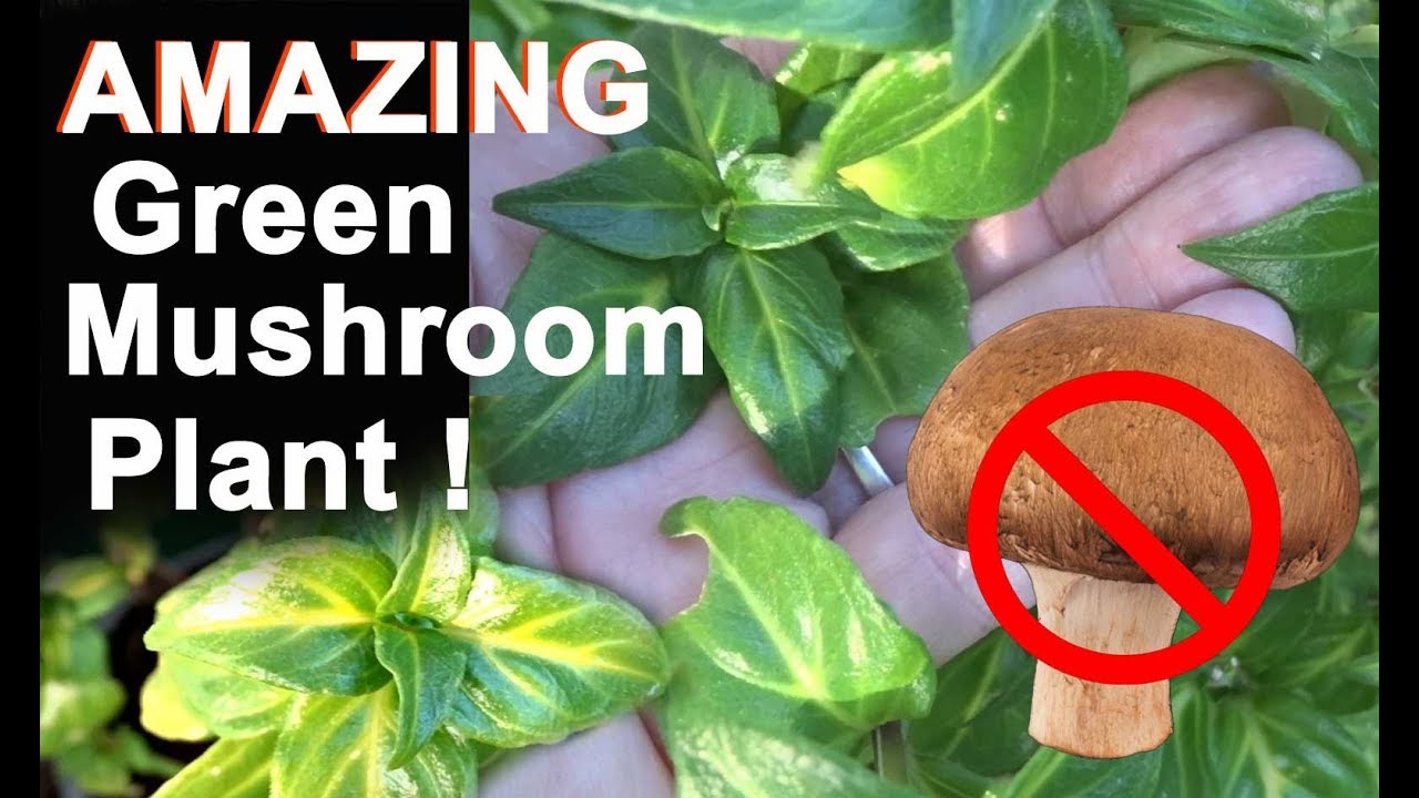 Leafy Green Mushroom Plant Garden Herb Vegetable Salad Soup Stir fry raw or cooked YouTube