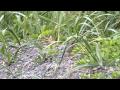 Red Throated Pipit 1 FullHD JH1RNZ Red Throated Pipit 1 FullHD JH1RNZ