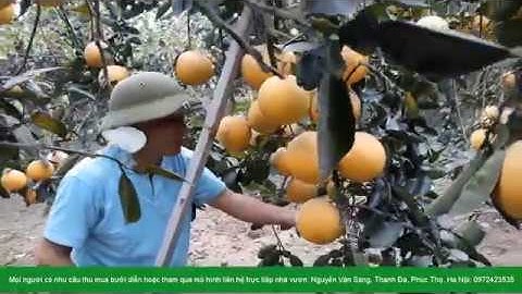 Kỹ thuật tỉa cành tạo tán cho cây bưởi diễn trong và sau khi thu hoạch - Video clip số 4