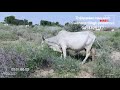 100% pure tharparker cow video in natural beauty climate