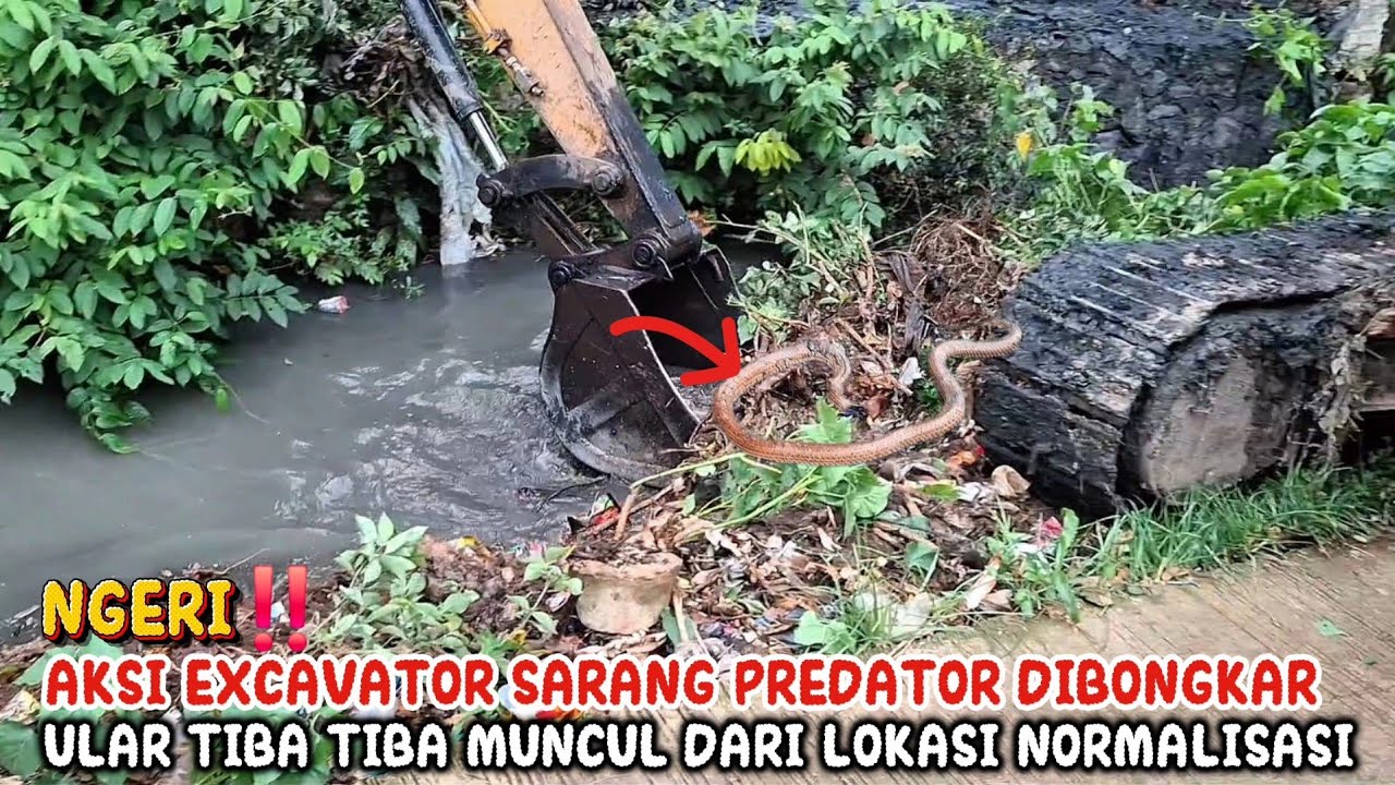 NGERI‼️AKSI EXCAVATOR SARANG PREDATOR DIBONGKAR ULAR TIBA TIBA MUNCUL DARI LOKASI NOMALISASI