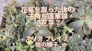花芽を取った後の子持ち蓮華錦の変化その他 Youtube
