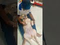 Aapkey paas kya hai?? #funnyshorts #cutepuppy #goldenretriever #golden #dog #pets #funny #love