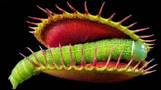 Caterpillar Eats My Venus Flytrap, Then Gets Caught | 4K Macro