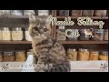 【羊毛フェルト猫】初心者ｻﾝも一緒に！手のひらサイズの猫作り🐾Part:9 最後の工程ヒゲつけ