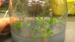 картинка: ✌️ Эти орхидеи растут как на дрожжах! 4 месяца.  Решила что они будут ваши❤️🎁