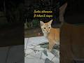 sioyen dan sihitam #cat #fypシ゚viral #funnycat