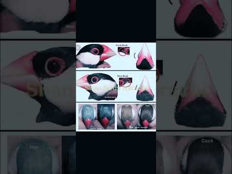 Java Sparrow كيفية التفريق بين الزكر والأنثى فى طائر الجاوا