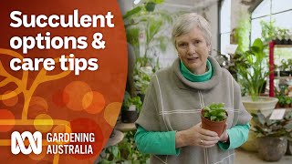 How to choose the best succulent for your space and care tips | Gardening 101 | Gardening Australia