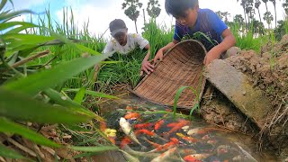 Amazing Two Brother Catching a lot Beautiful Fish on Rice Field.