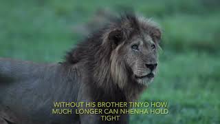 Ndhzenga Lions New Kings Of Mala Mala