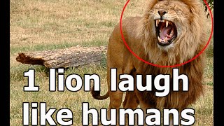 Laughing Lion Found in Jungle | Funny videos | Laughing Lion Funny videos by NHD-TV 54,428 views 8 years ago 1 minute, 8 seconds