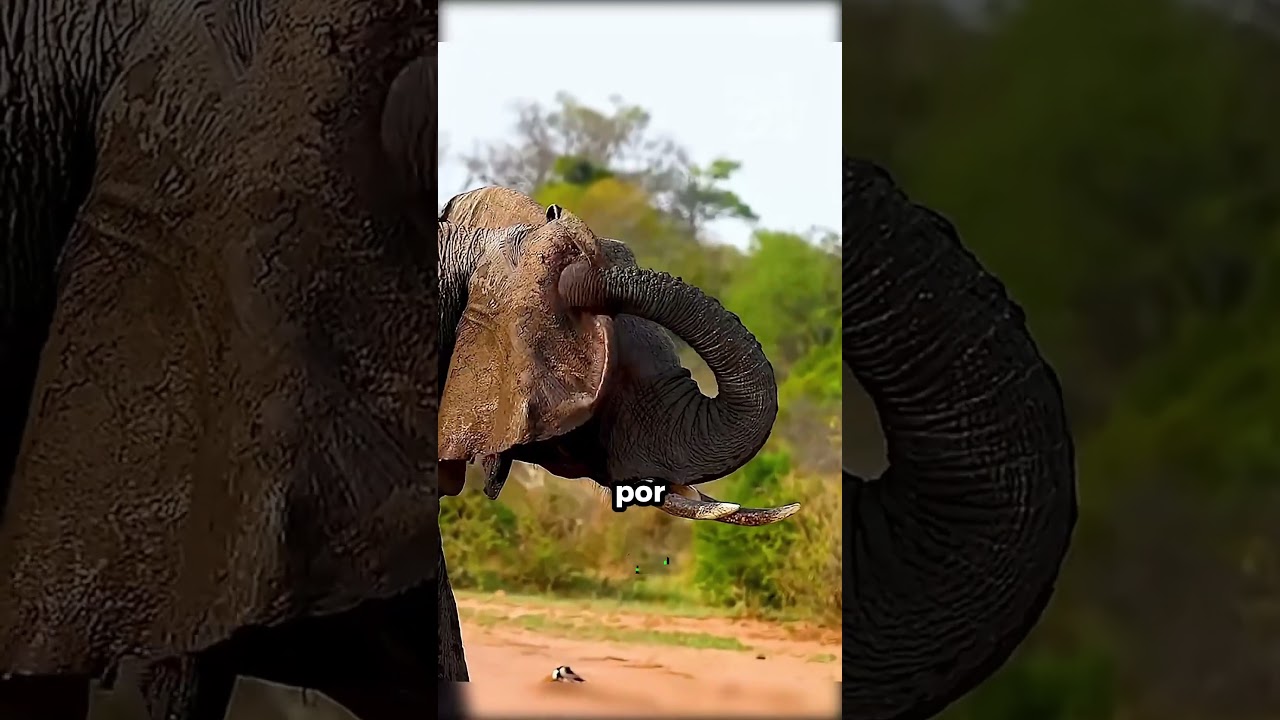 Las garrapatas gigantes en el cuerpo de los elefantes salvajes!