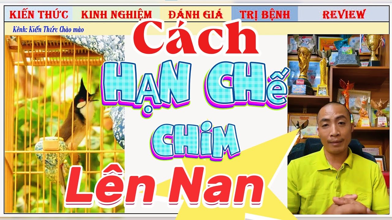 Làm sao để hạn chế Chim Chào mào lên Nan khi thi Đấu hiệu quả cao, ít ai chia sẻ cho bạn