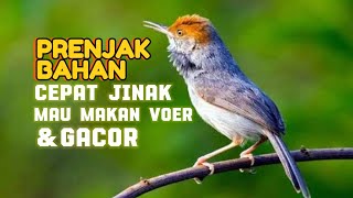 CARA MERAWAT PRENJAK BAHAN AGAR CEPAT NGEPUR, JINAK, DAN GACOR