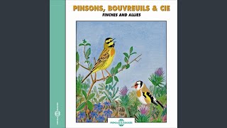 Bruant lapon cris et alarmes (Black-headed Bunting)