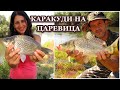 Риболов на Каракуди на Плувка с Царевица на Река Марица // Float Fishing for Crucian Carp with Corn