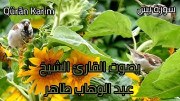 سورة يس بصوت مؤثر جدا للقارئ الشيخ عبدالوهاب طاهر