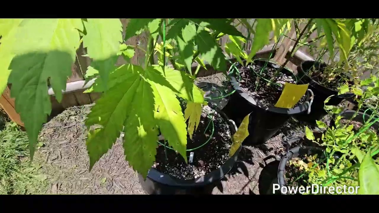 Purple Haze & Power Flower Outdoor Grow 7/22/2025