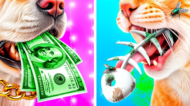 We Build a Secret Rooms for Pets! Rich Dog vs Poor Cat!