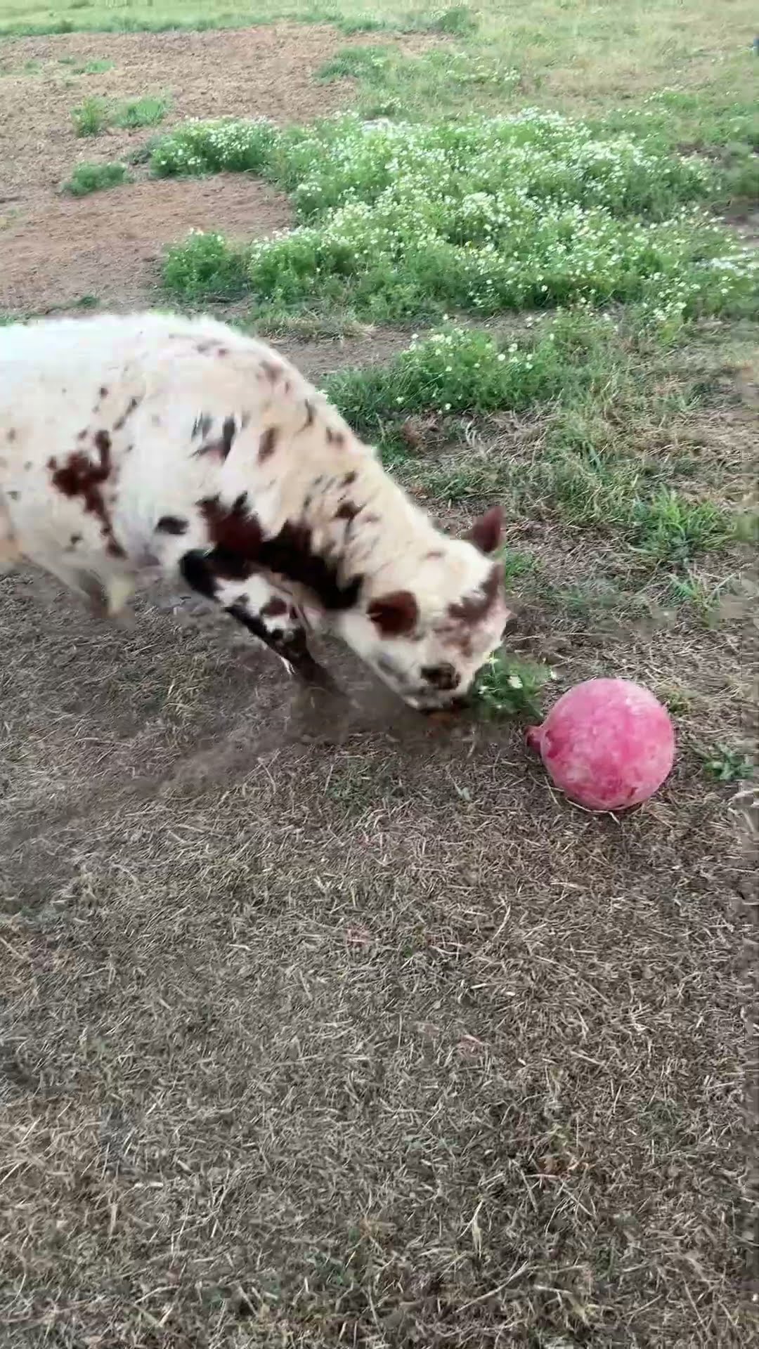 Calf Plays with their Favorite Ball || ViralHog