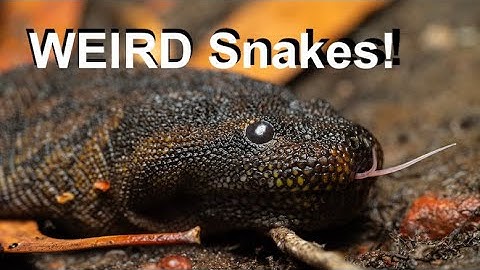 Lizards, Pythons and Wild Crocs! | Herping The Top End