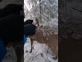 Deer Immobilized by Freezing Rain &mdash; Watch What Happens