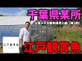 【千葉県某所】江戸観賞魚の大量に泳ぐメダカ養魚場に初潜入【エドカン】花魁Advance.ミッドナイトフリル鏡鱗.ユリシスパラディーゾ.夢破.黑天幻龍.MWR00.碧Da.安らぎAQUAちゃんねる