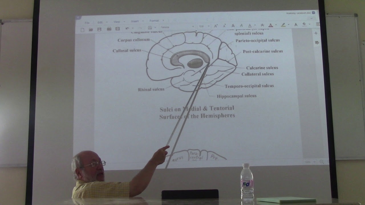 Neuroanatomy 62 ( Cerebrum , part 5 ) , by Dr. Wahdan - YouTube