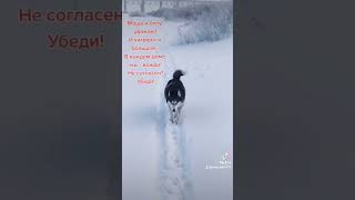 Королева #husky #shortvideo #всемпривет #подпишись #богемия