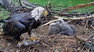 Trempealeau Eagles. It is fish for dinner – 04-28-2024