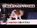 高齢犬との暮らしで気をつける事！家じゅうの隙間を埋めるべき理由がこれです！
