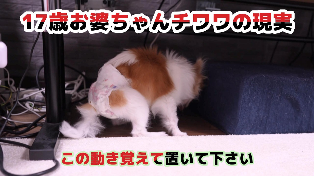 高齢犬との暮らしで気をつける事！家じゅうの隙間を埋めるべき理由がこれです！
