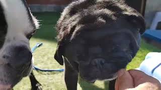 2024年5月5日 by pug boston terrier bros. 66 views 2 weeks ago 1 minute, 42 seconds