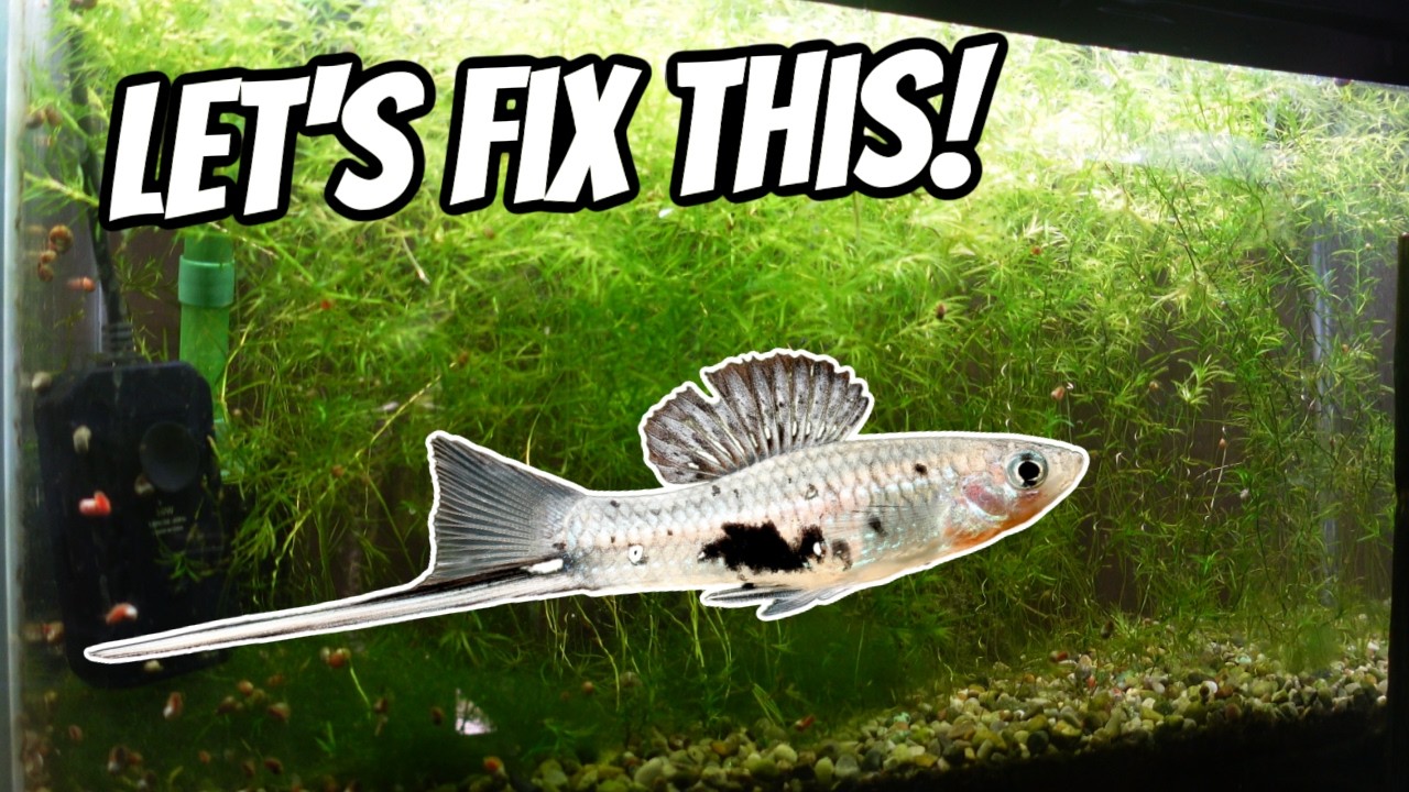 I Want To See My Fish Again!  Let's Fix This Overgrown Mess!