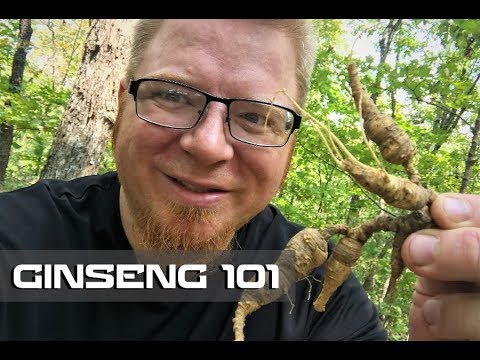 Video: Kan du söka efter ginseng: Lär dig hur du plockar vild ginsengrot