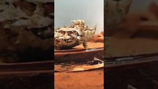 Thorny Devil Eating Ants! 🤤🍽️🐜 #Animals #Funny
