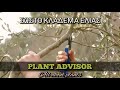 Σωστό Κλάδεμα Καρποφορίας Ελιάς!!️Plant Advisor Greece