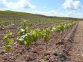 Poda verde en un viñedo en formación