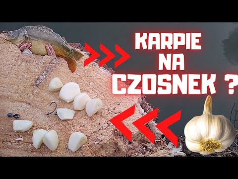 KARPIE NA CZOSNEK ?! -Nietypowe przynęty #1