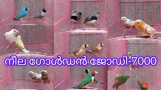 നീല മുഖം തത്ത ഫിഞ്ച് ജോഡി-4500 /exotic finches /Golden /birds /Aviary