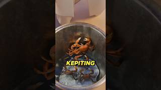 Alasan Mengapa Kepiting 🦀Menarik kaki Teman nya ? #faktaunik  #psikologi