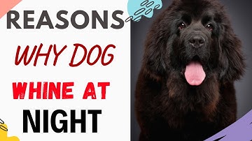 Why Is My Dog Whining At Night/why does my dog keep whining at night