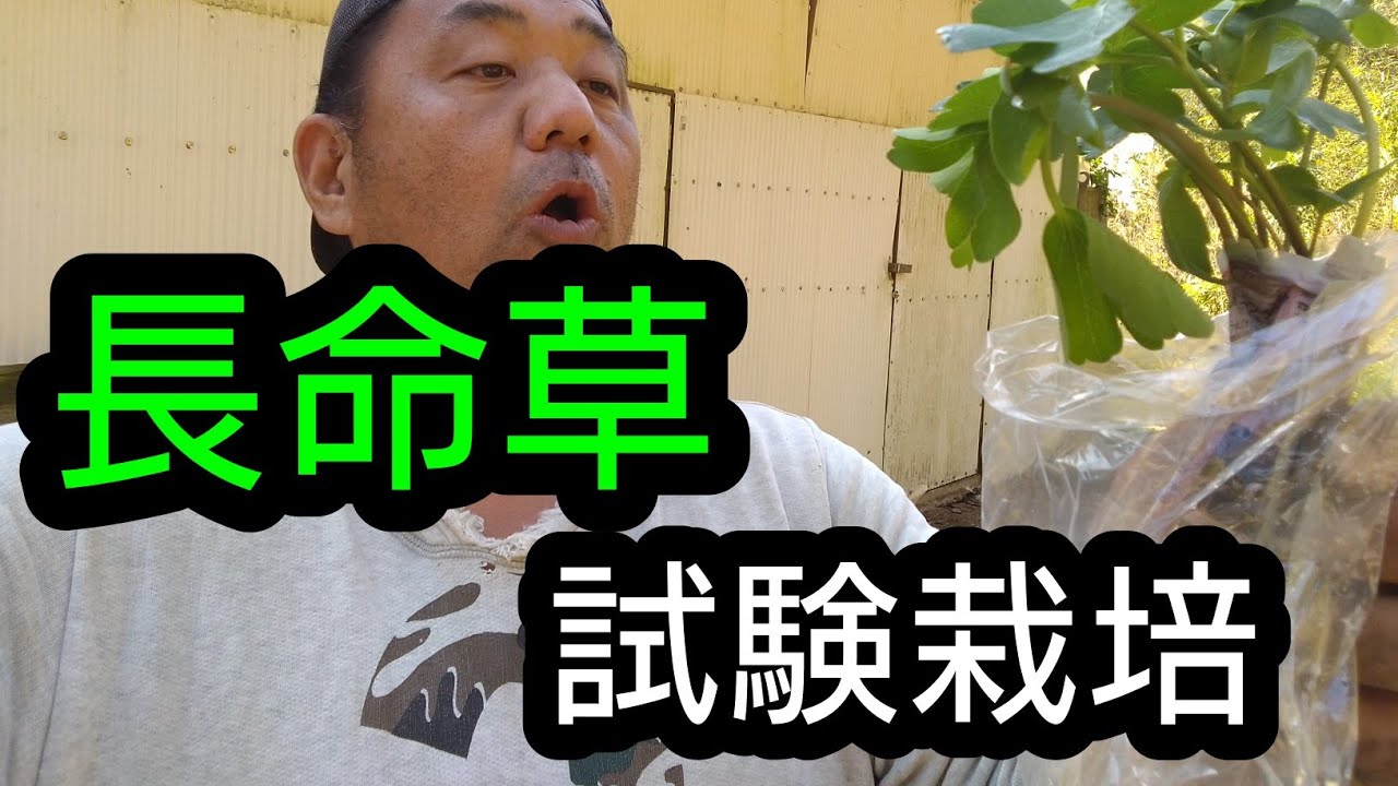 長命草の栽培開始 長命草 苗 長命草 タネ Youtube