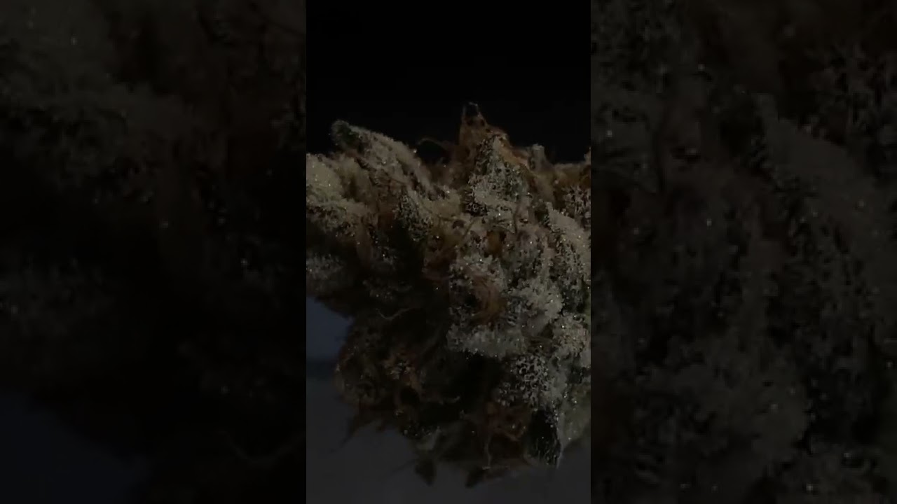 Runtz - Exotic Genetix