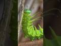 Bright Green Caterpillar for Cats 🪴 | Relaxing Nature Cat TV | Calming Forest Video #CatLoungeTV
