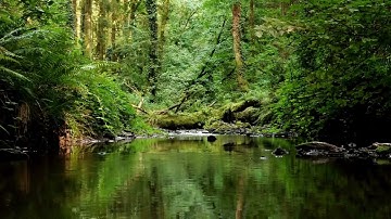 NIGHTINGALE BIRDSONG AND THE SOOTHING SOUND OF THE STREAM, RELAXING SOUNDS OF NATURE