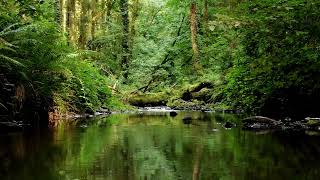 NIGHTINGALE BIRDSONG AND THE SOOTHING SOUND OF THE STREAM, RELAXING SOUNDS OF NATURE