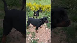 Rottweiler || The Most Intelligent Dog Breeds || Dog Lovers